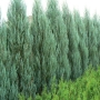 Kadagys uolinis (Juniperus scopulorum) 'Blue Arrow'
